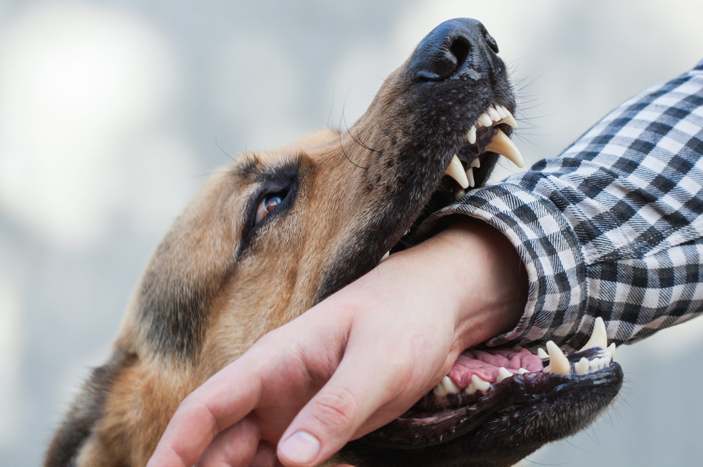 Dog Bite